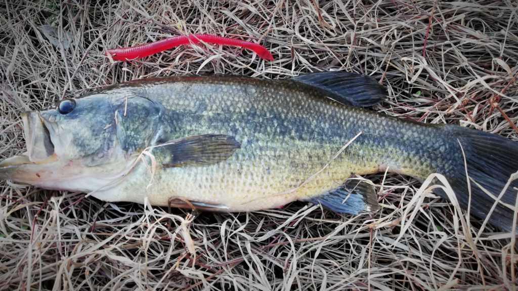 バス釣りで良く耳にする春の赤色パターンについて Everyday No Fish